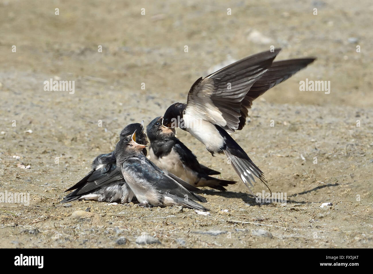Barn swallow feeding juvenile swallows sitting on the ground Stock