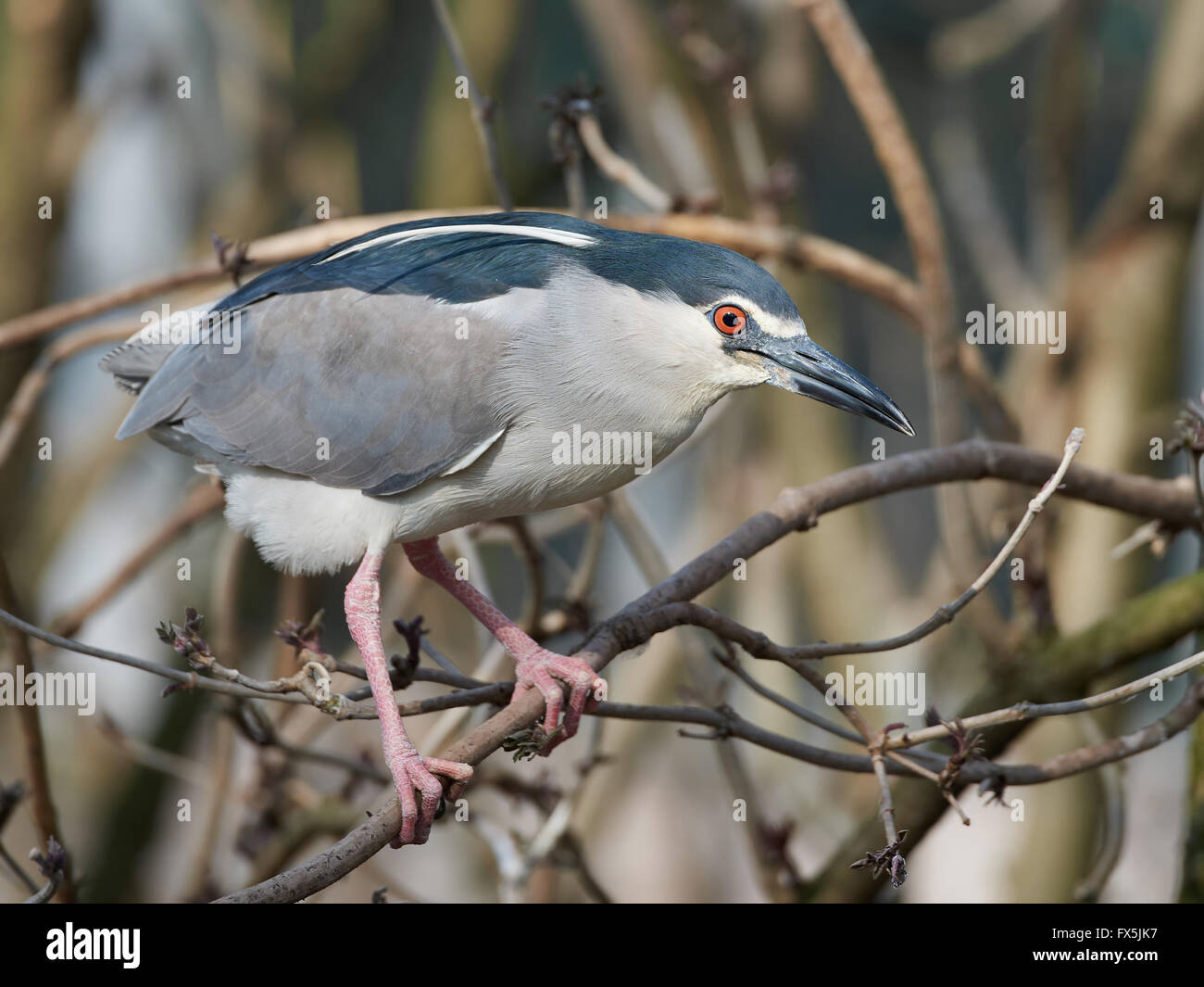 Black-crowned night heron resting on a branch in its habitat Stock Photo