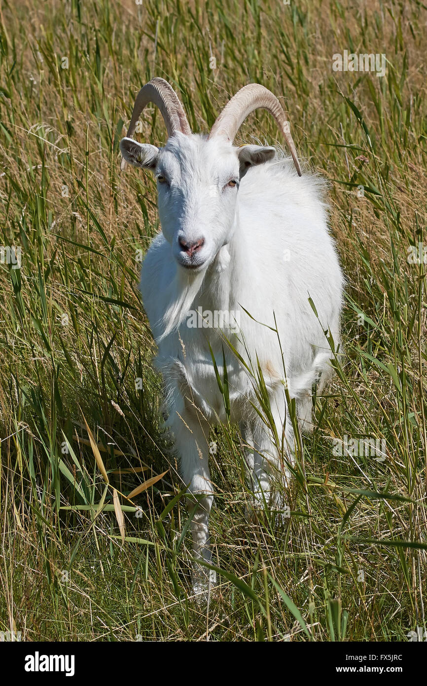 White Danish Landrace goat seen from the front standing in natural surroundings Stock Photo