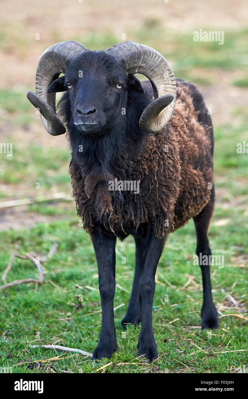 Black male sheep with big horns standing on grass Stock Photo Alamy