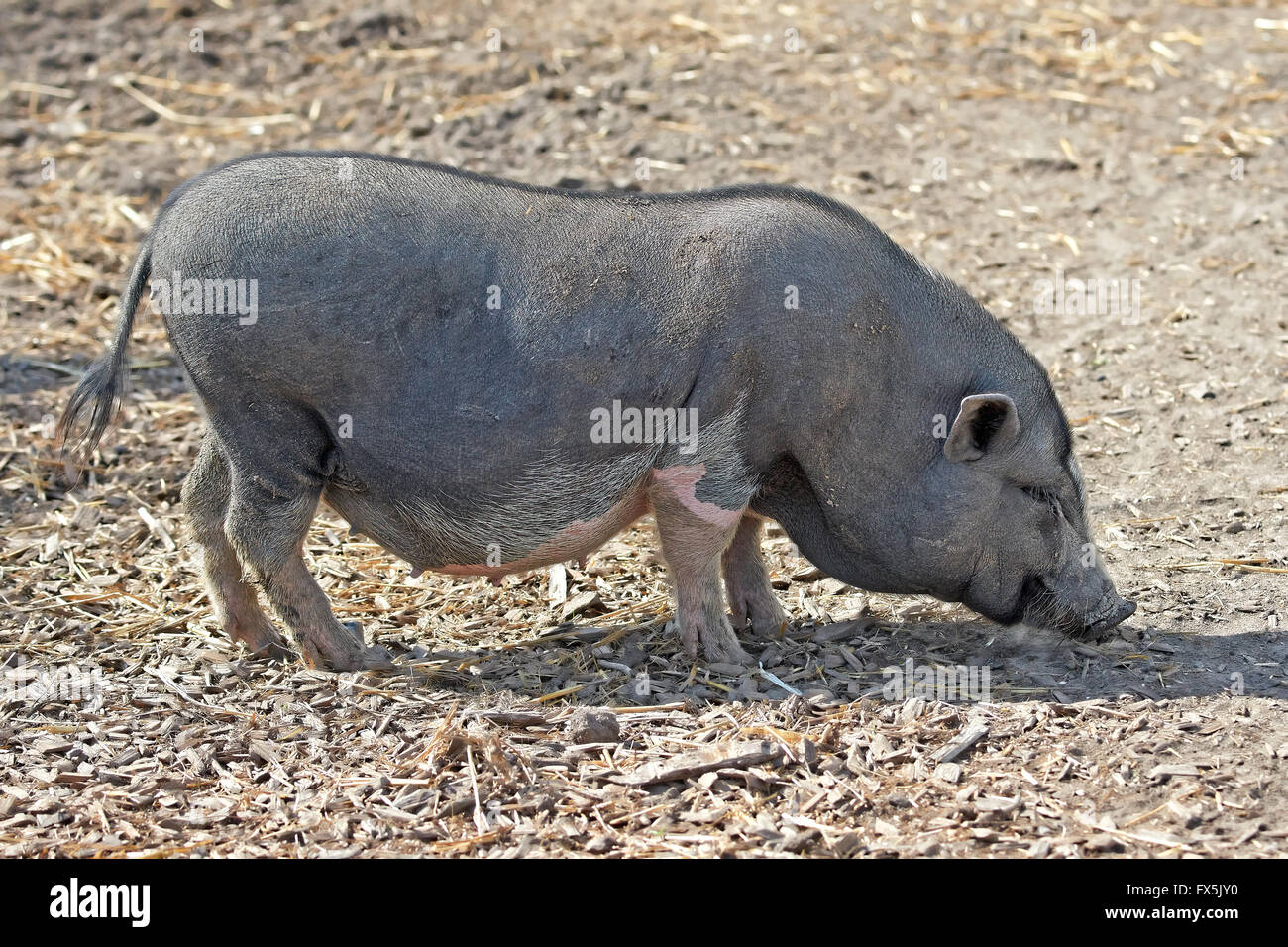 Pot bellied pig looking for food in the dirt Stock Photo