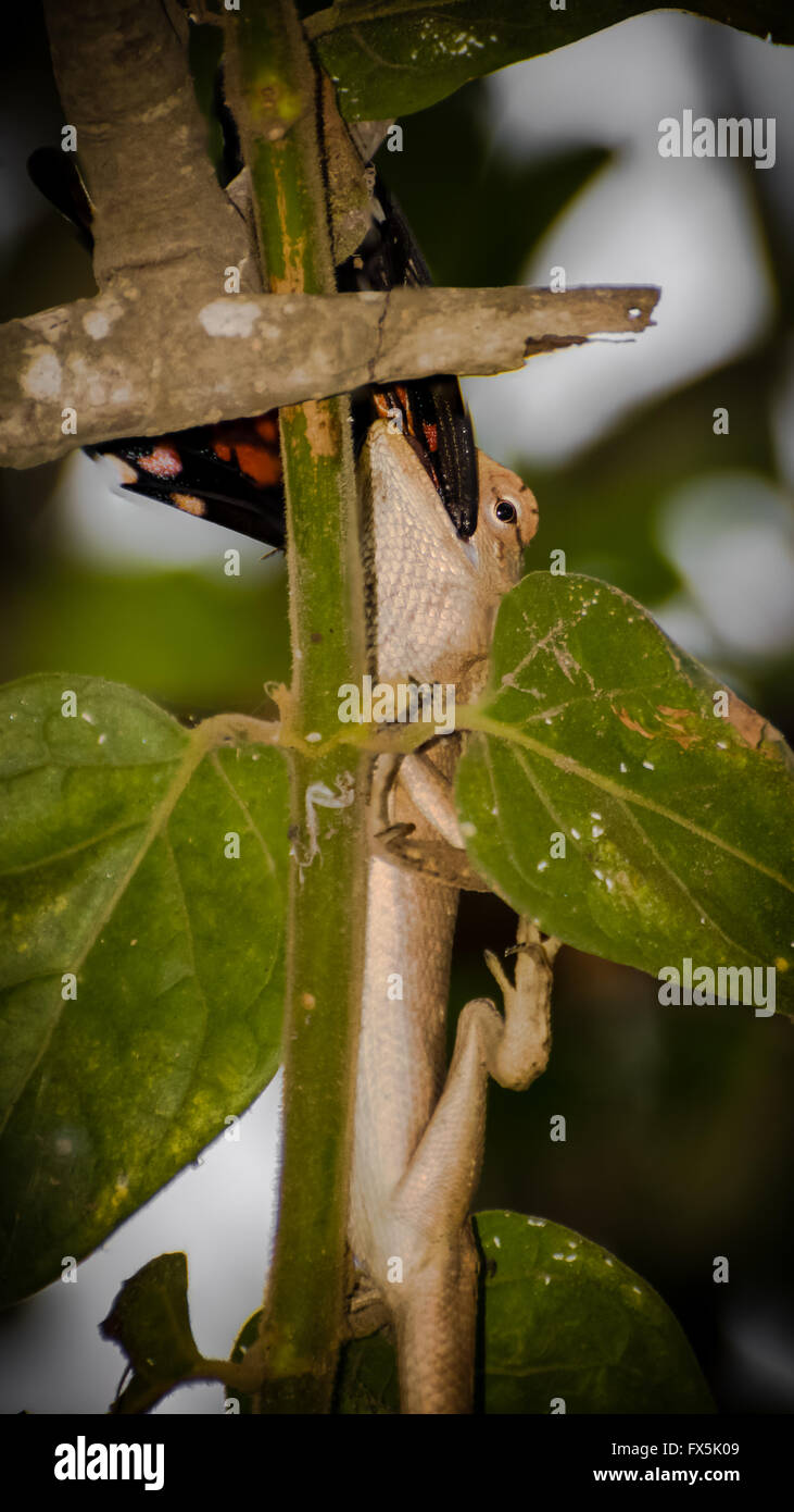 Lizard Eating Stock Photos & Lizard Eating Stock Images Alamy