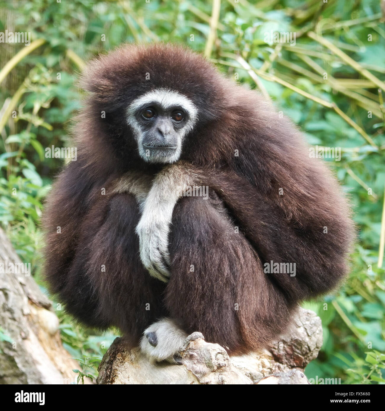 Lar gibbon resing in its natural habitat Stock Photo