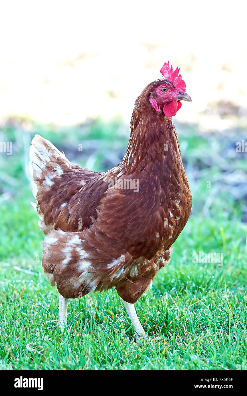 Red Chicken Chopper in the Grass Stock Image - Image of animal, domestic:  110771941