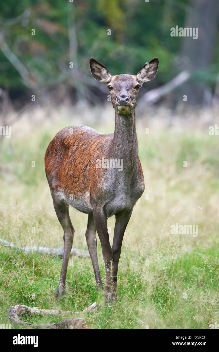 Female Red deer resting in its natural habitat Stock Photo