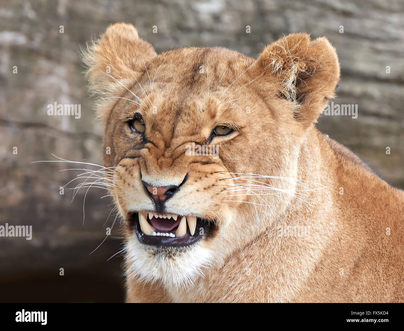 Lioness Angry