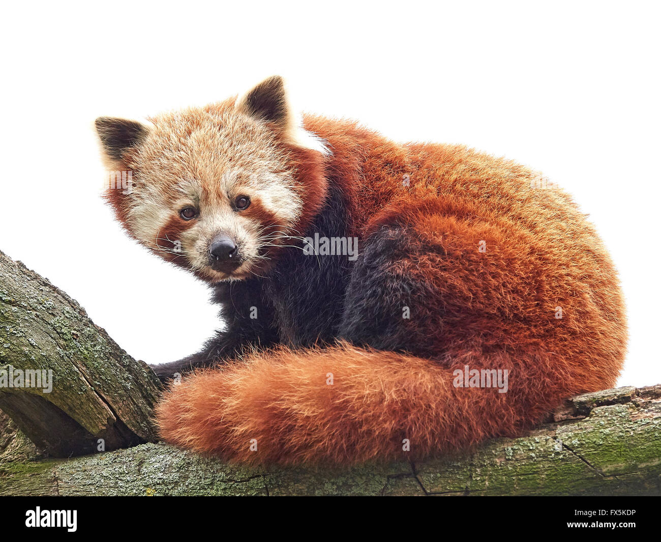 Red Panda resting in a tree in its habitat Stock Photo