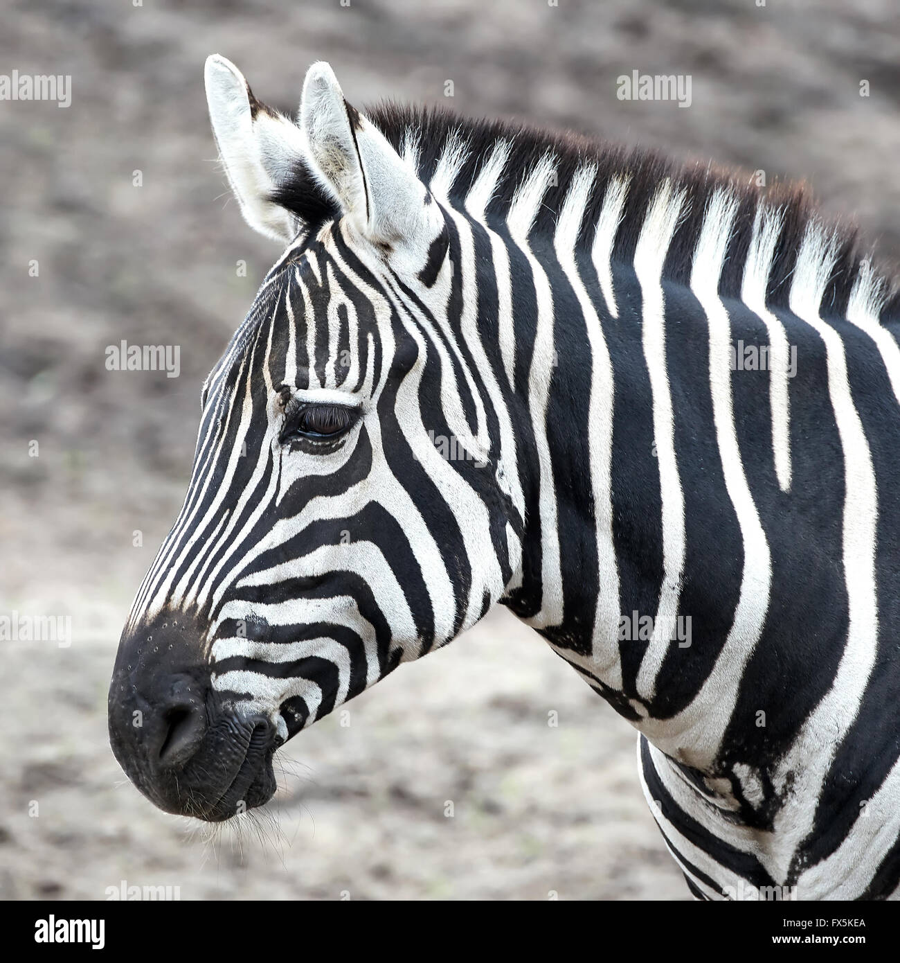 Closeup portrait of the Grants Zebra in its habitat Stock Photo Alamy