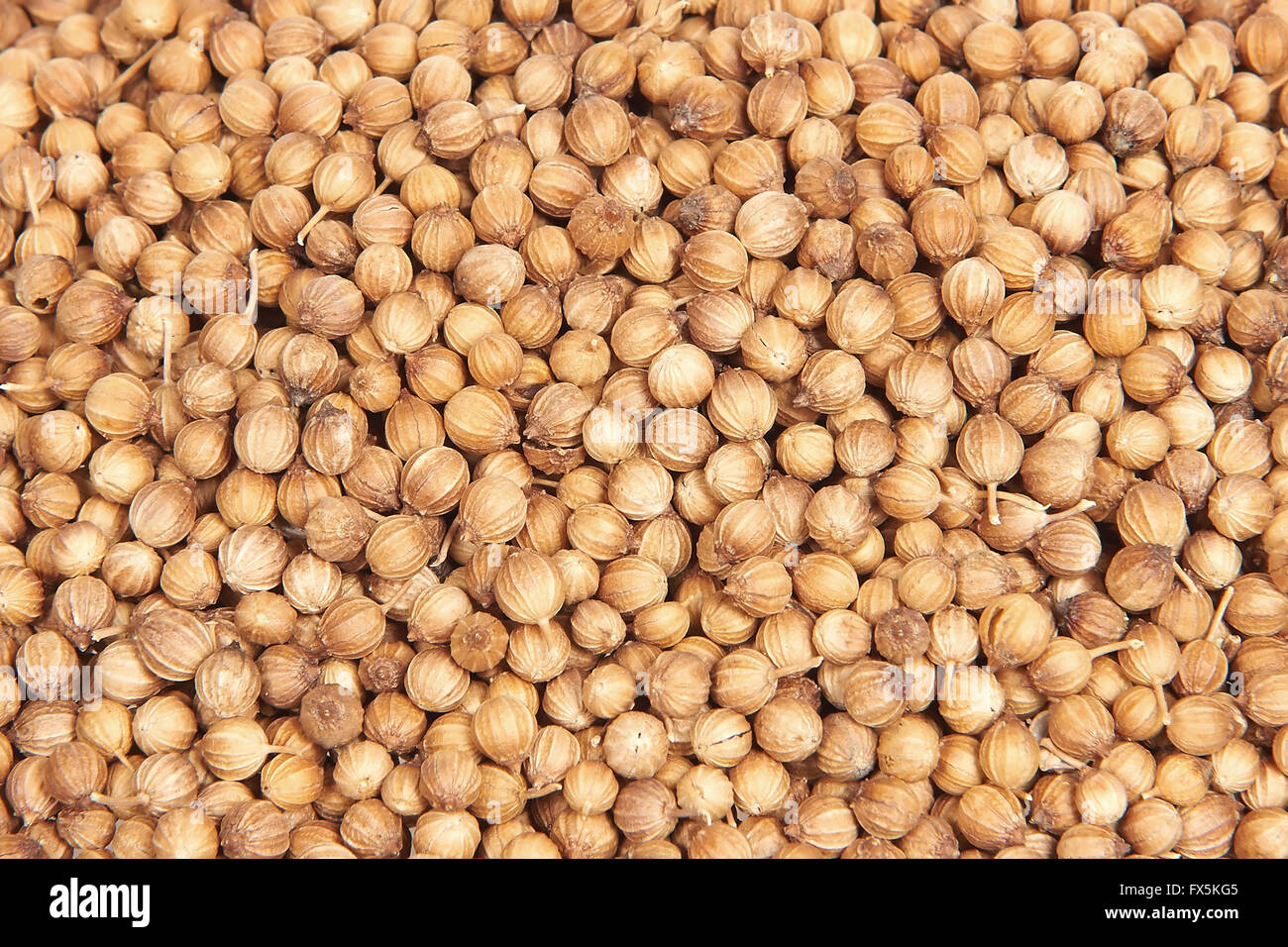 Dried coriander seeds isolated on a white background Stock Photo Alamy