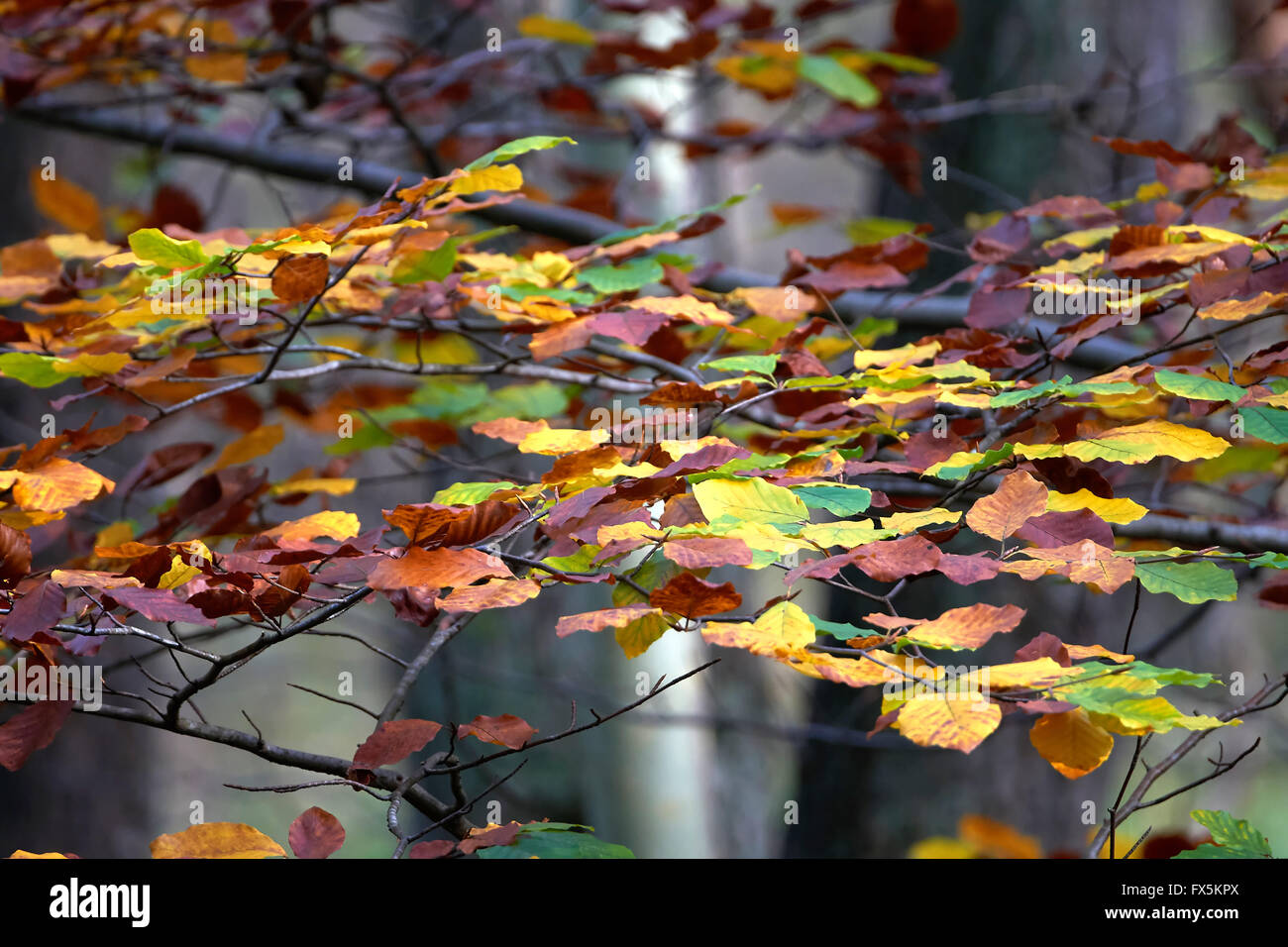 Beautiful fall colors hi-res stock photography and images - Alamy