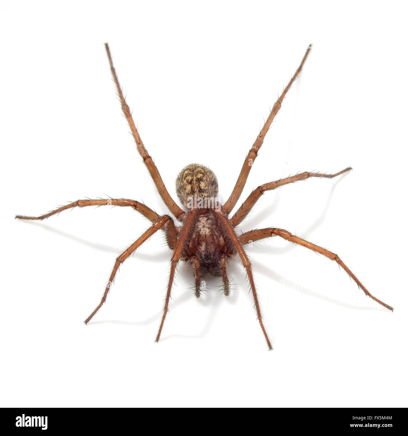 Giant house spider on a white background Stock Photo