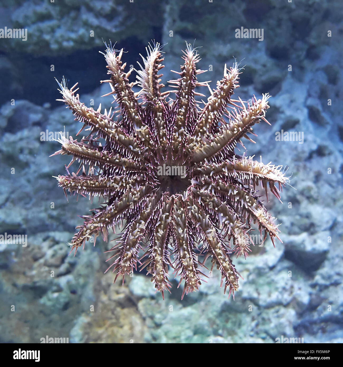 Crown of thorns starfish seen from beneath Stock Photo - Alamy