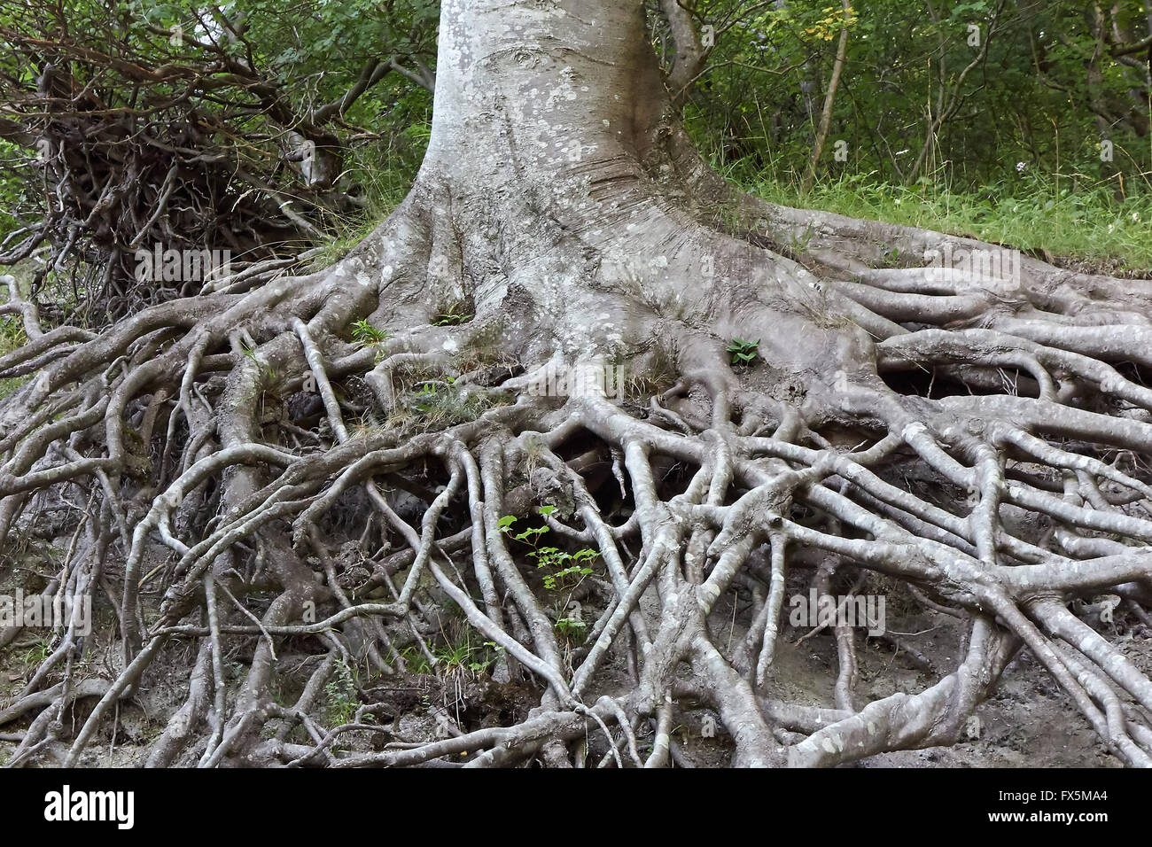 Tree roots above ground
