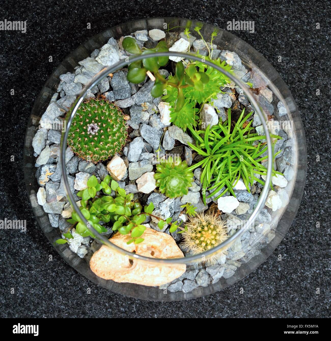 Table top indoor decorative miniature garden in clear glass bubble with  cactuses and succulents. Decorative glass vase with succ Stock Photo - Alamy
