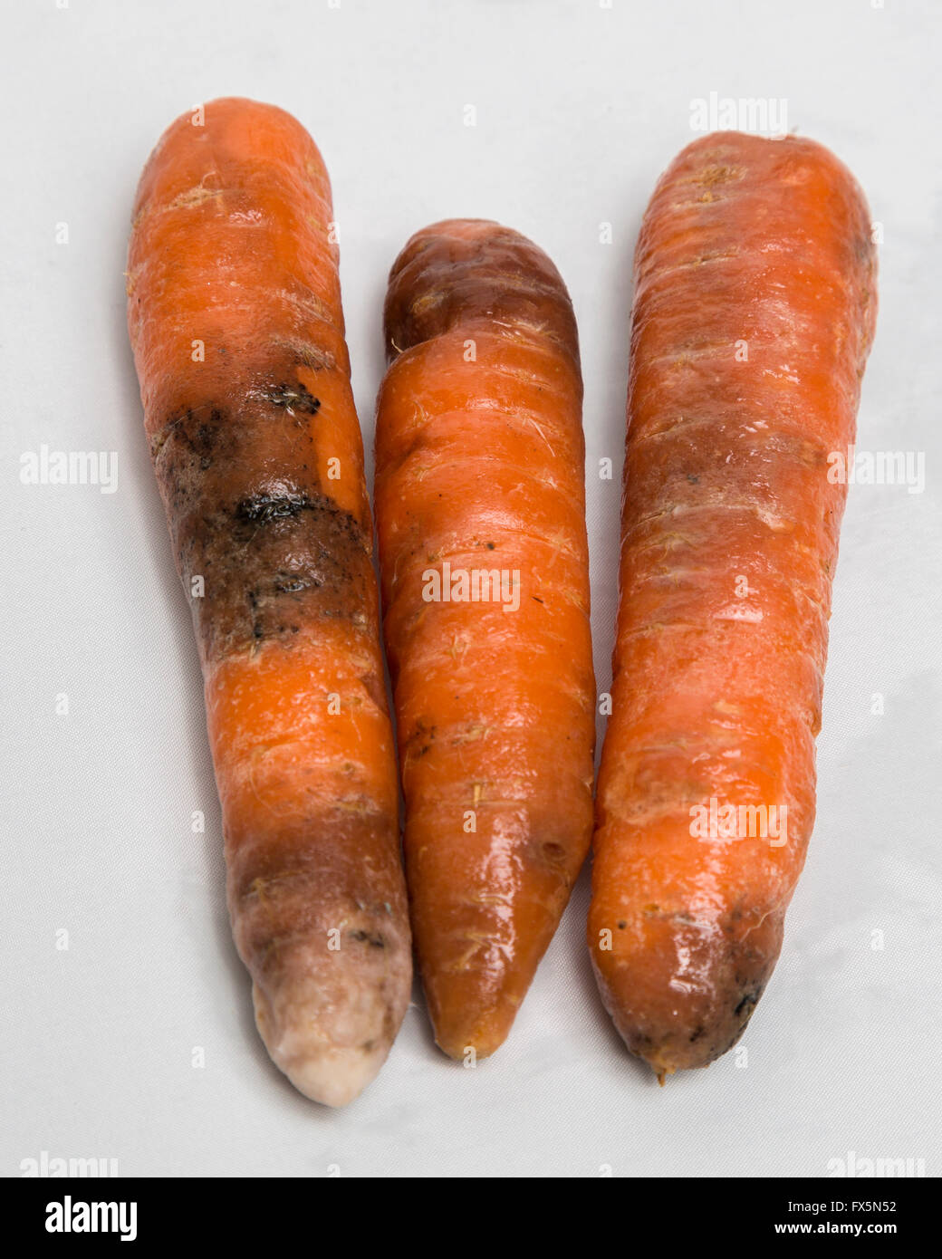 Rotten vegetables carrots Stock Photo Alamy