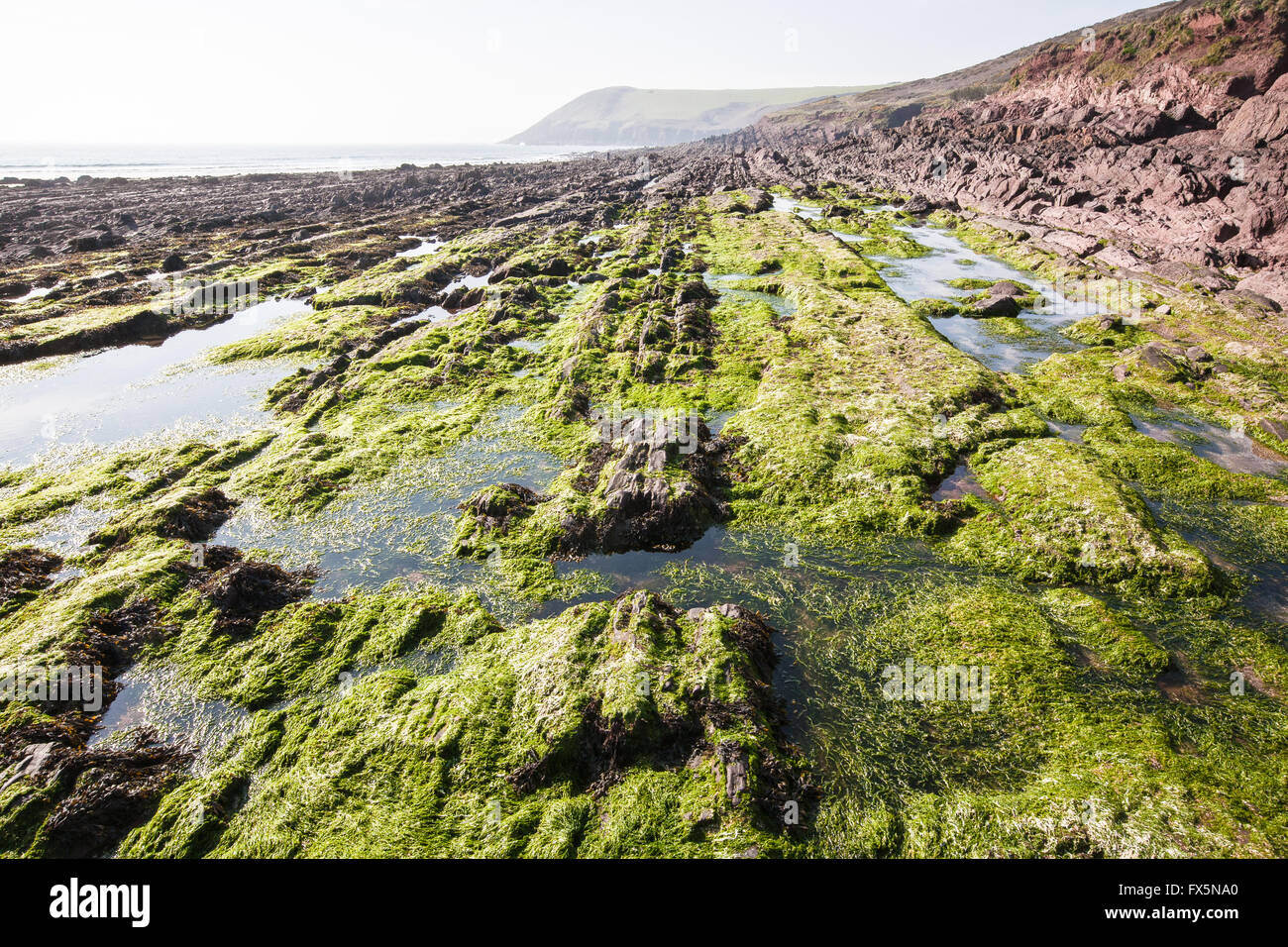 Rock formations at Manorbier Beach along Pembrokeshire Coast. Wales now ...
