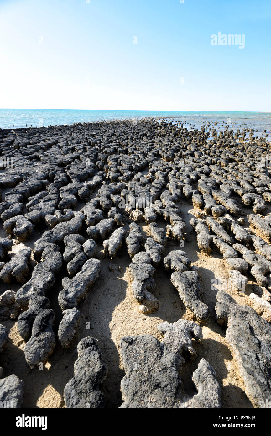 The Stromatolites, oldest known fossils on earth, Hamelin Pool, Shark Bay, Western Australia, WA, Australia, World Heritage Area Stock Photo