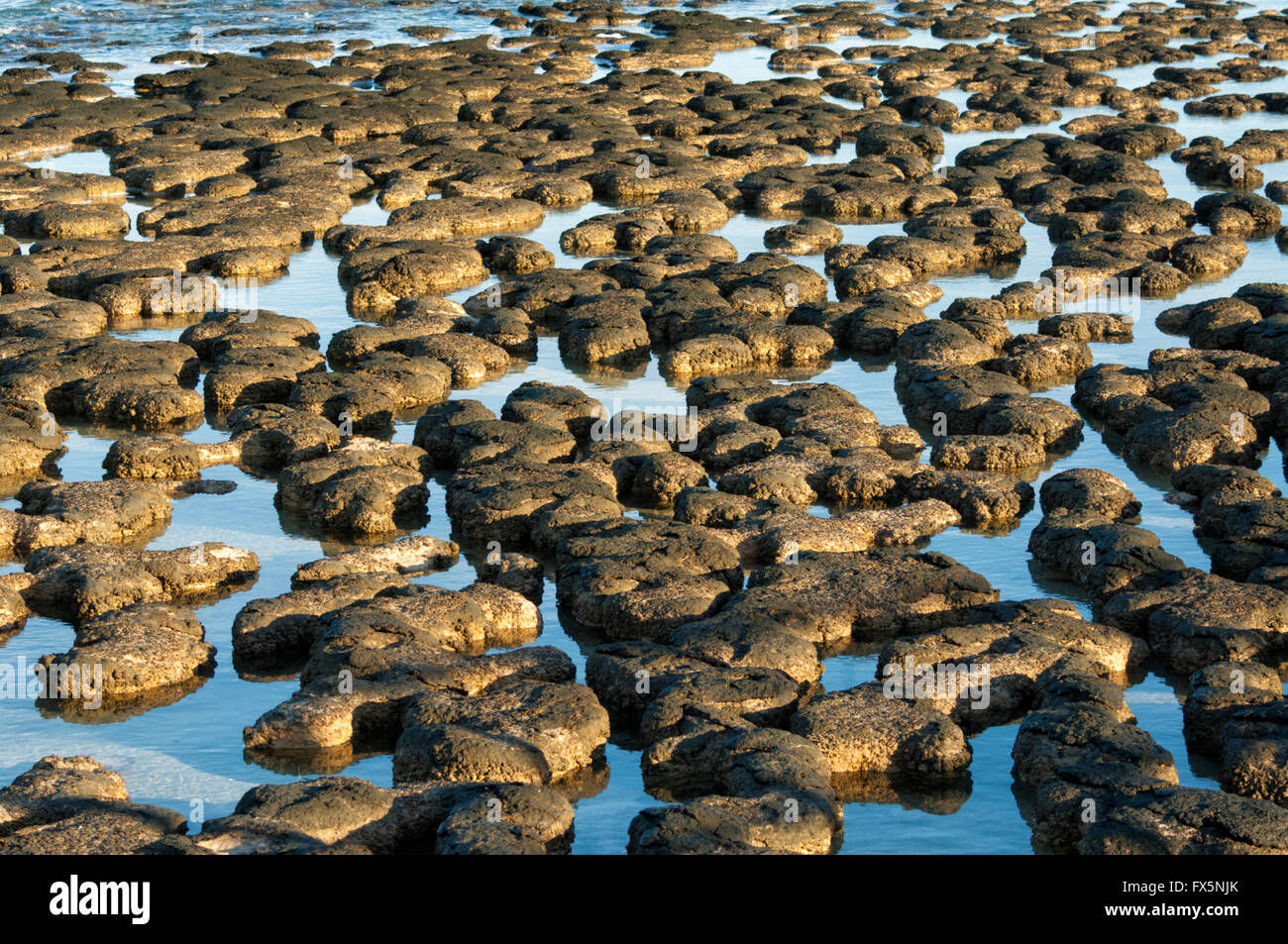 The Stromatolites, oldest known fossils on earth, Hamelin Pool, Shark
