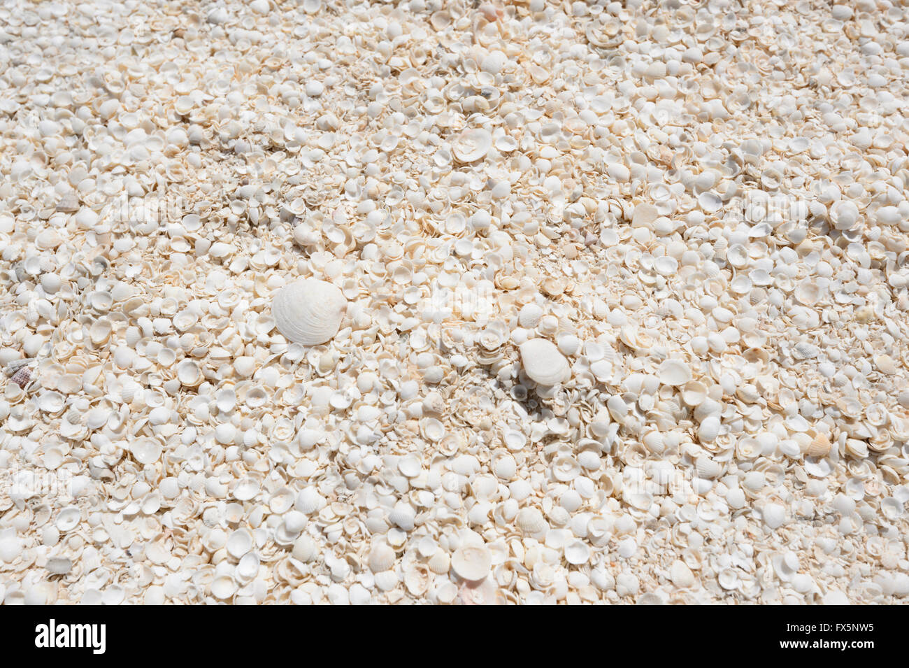 Shell Beach, Shark Bay, Western Australia, WA, has cockle shells (coquina) reaching a depth of 7 to 10 metres. Stock Photo