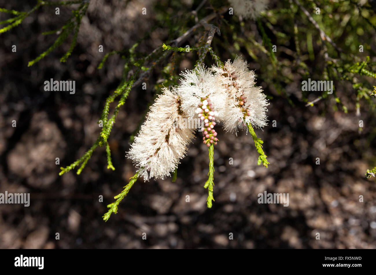 Bottebrush (Melaleuca striata), Western Australia, Australia Stock Photo