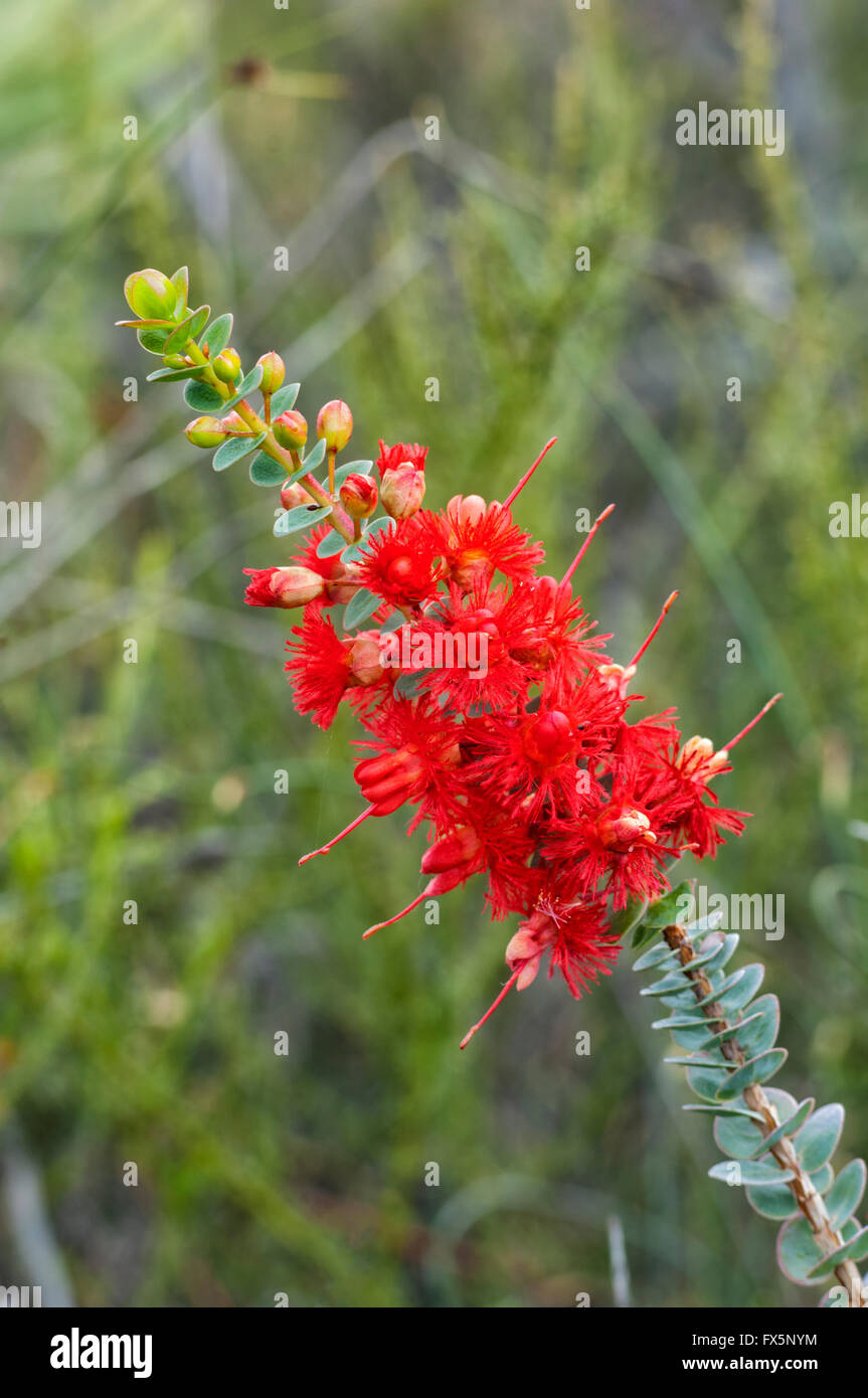 Scarlet Featherflow (Verticordia grandis), North West Coast of Western Australia, Australia Stock Photo