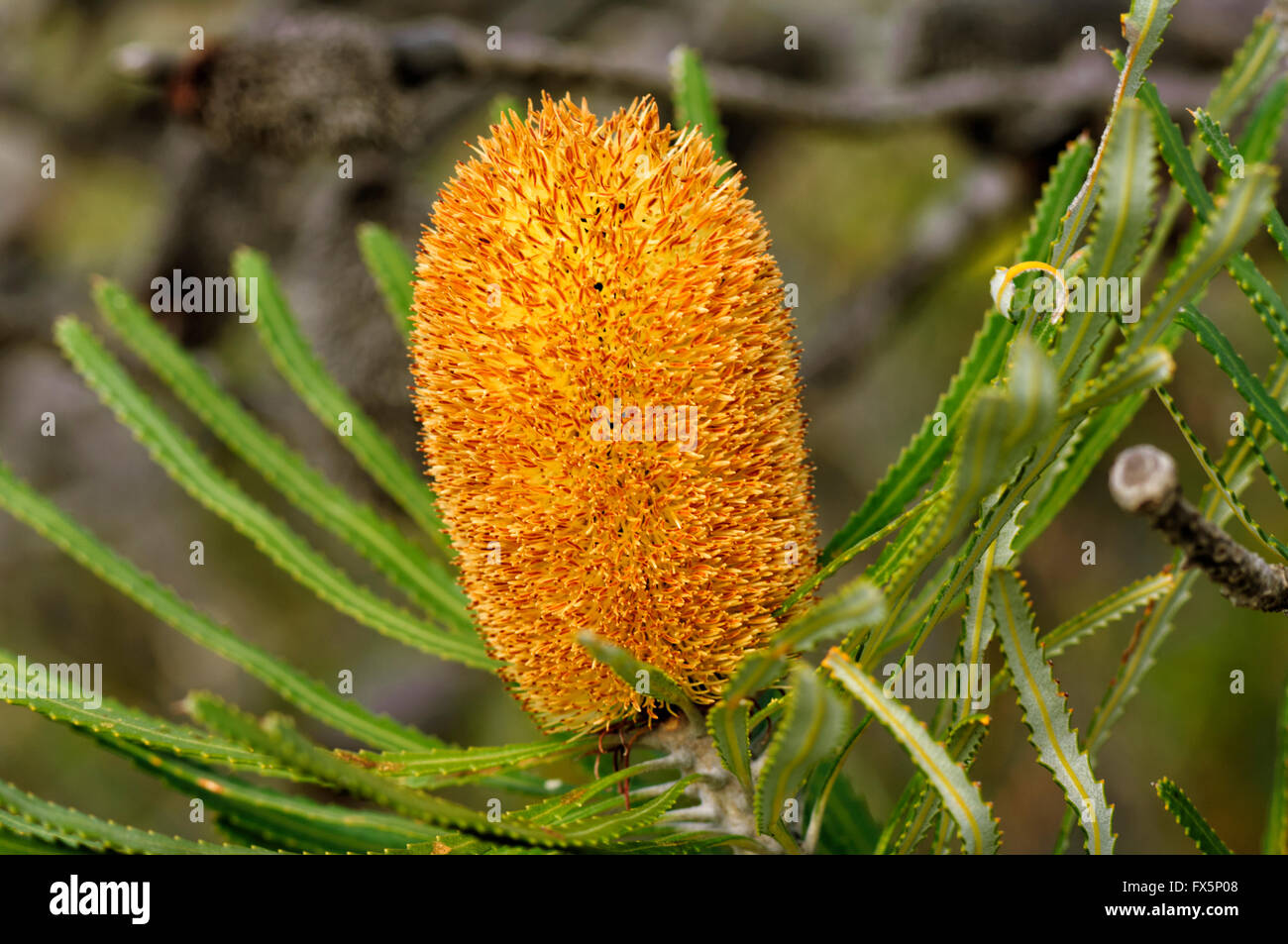 Orange Banksia, Desert Bloom, North West Coast of Western Australia, Australia Stock Photo