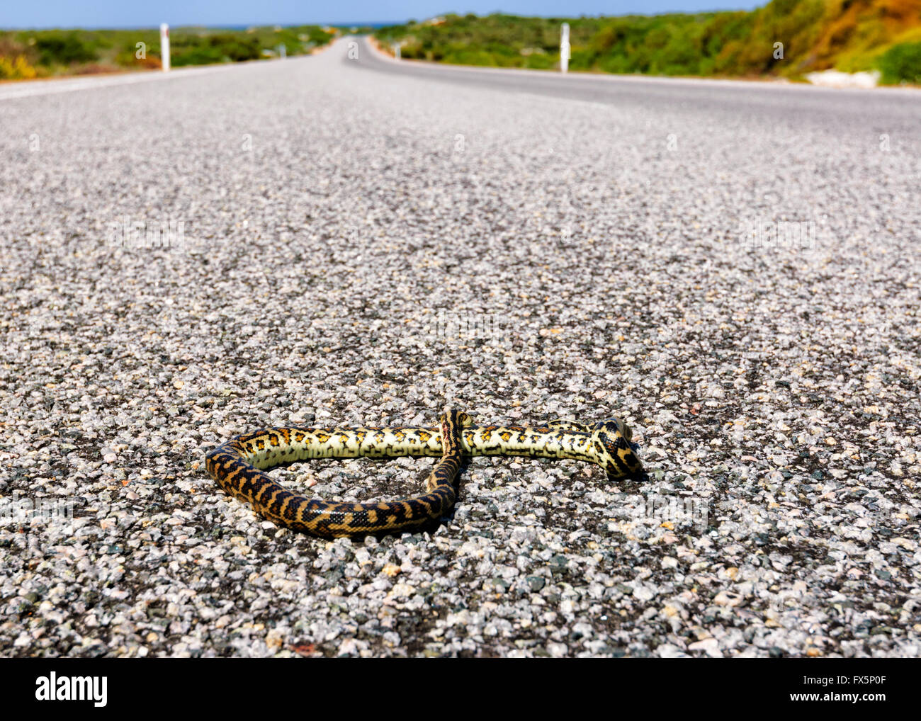 Snake Roadkill, Western Australia, Australia Stock Photo