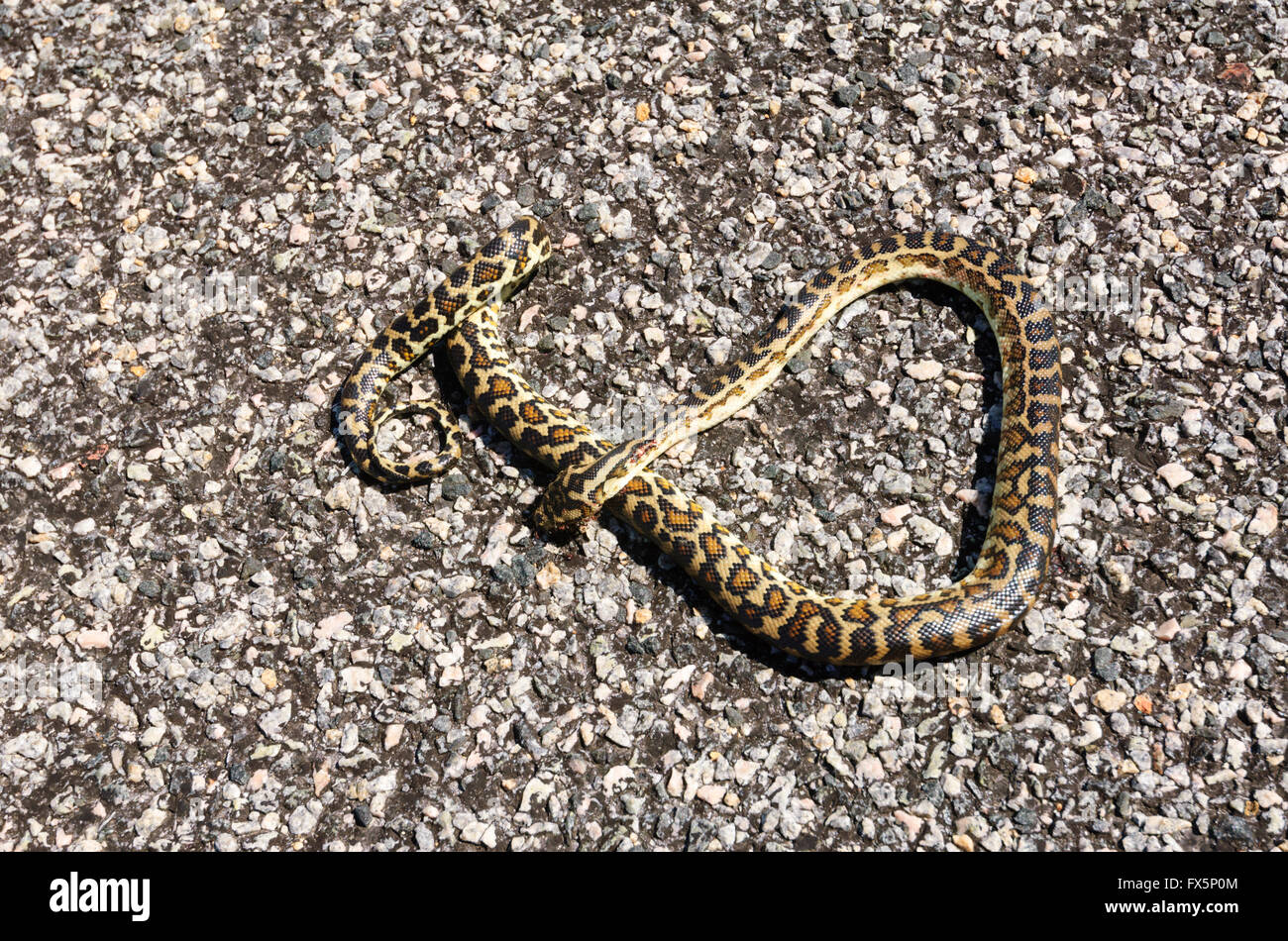 Snake Roadkill, Western Australia, Australia Stock Photo Alamy