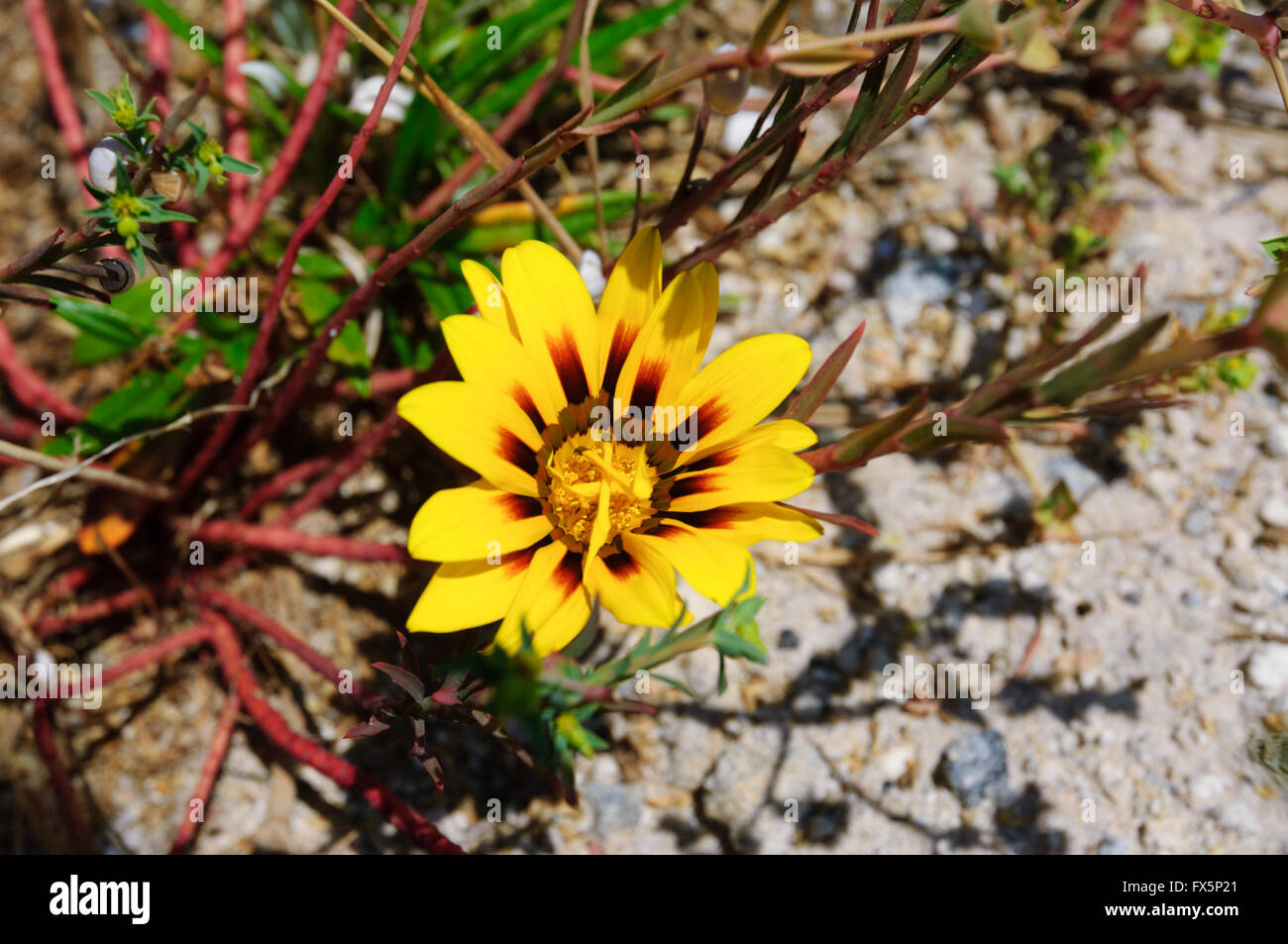 Yellow Wildflower, Western Australia, Australia Stock Photo