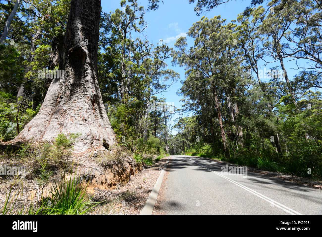 Valley of the Giants, WalpoleNornalup National Park, Western Australia