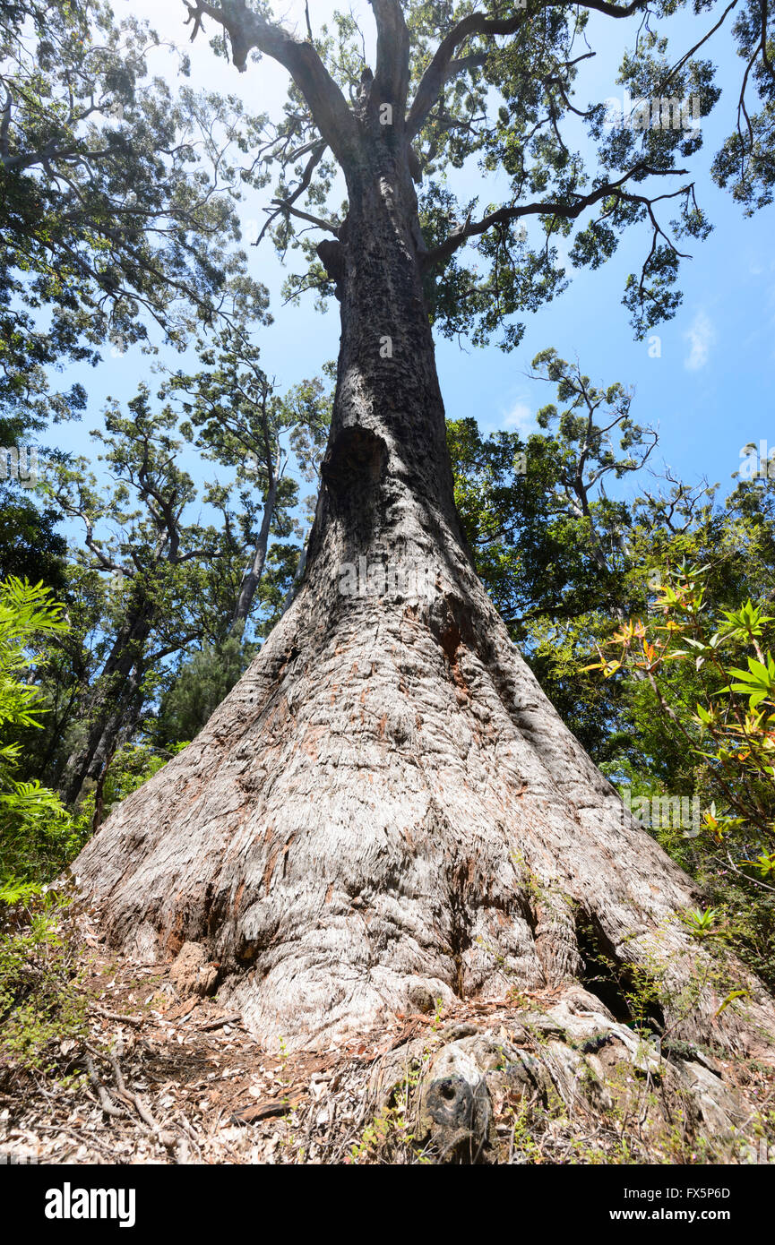 Red Tingle (Eucalyptus jacksonii), Valley of the Giants, Walpole-Nornalup National Park, Western Australia, WA, Australia Stock Photo