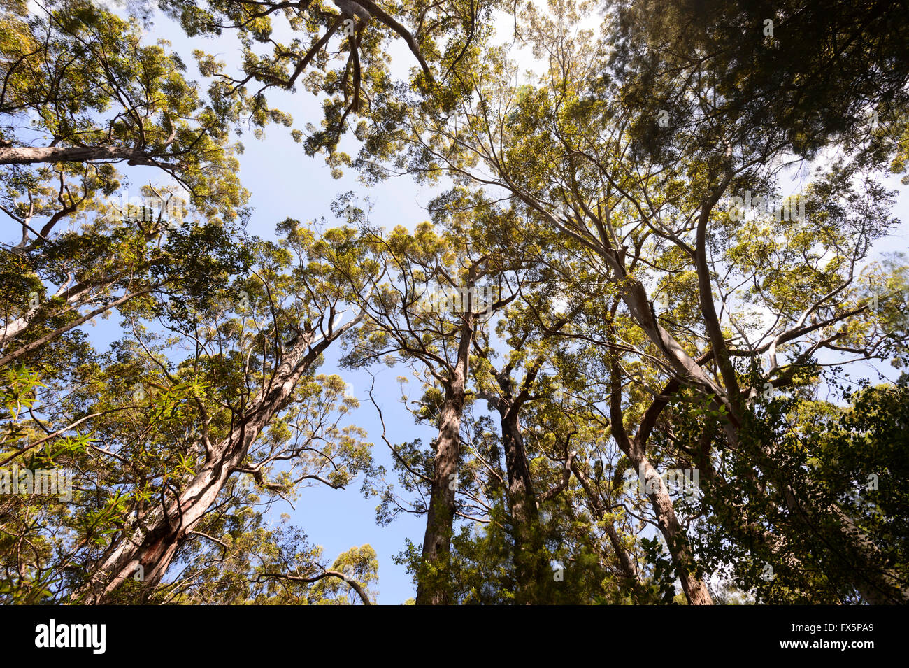 Red Tingle Tree (Eucalyptus jacksonii), Valley of the Giants, Walpole-Nornalup National Park, Western Australia Stock Photo