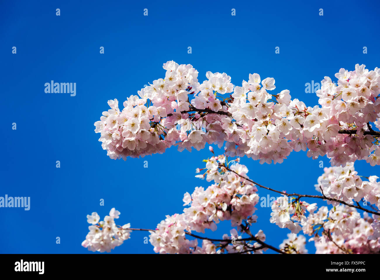 Closeup view of cherry blossom flowers in Portland, Oregon Stock Photo