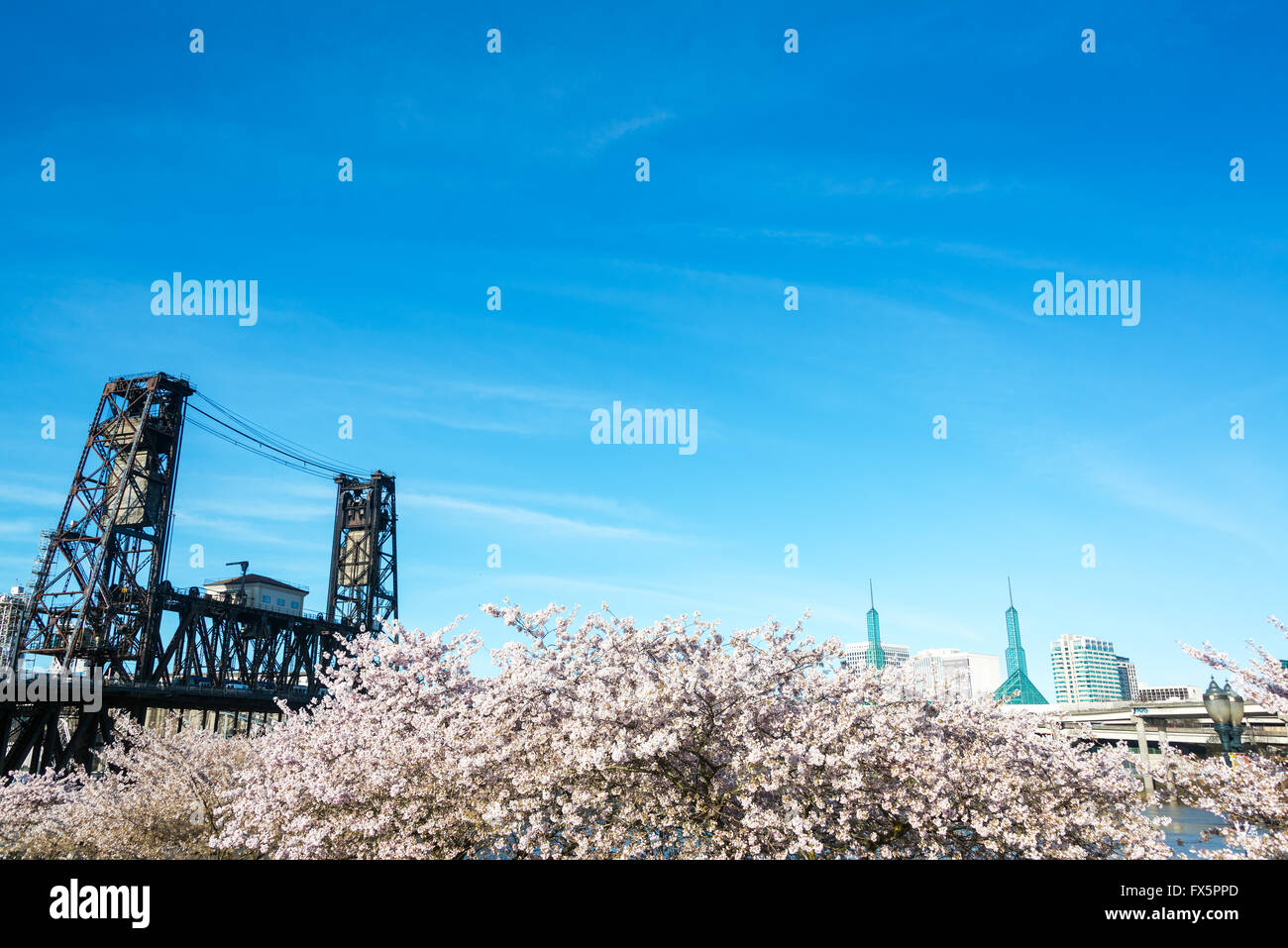 View of blooming cherry blossoms and the Steel Bridge in Portland, Oregon Stock Photo