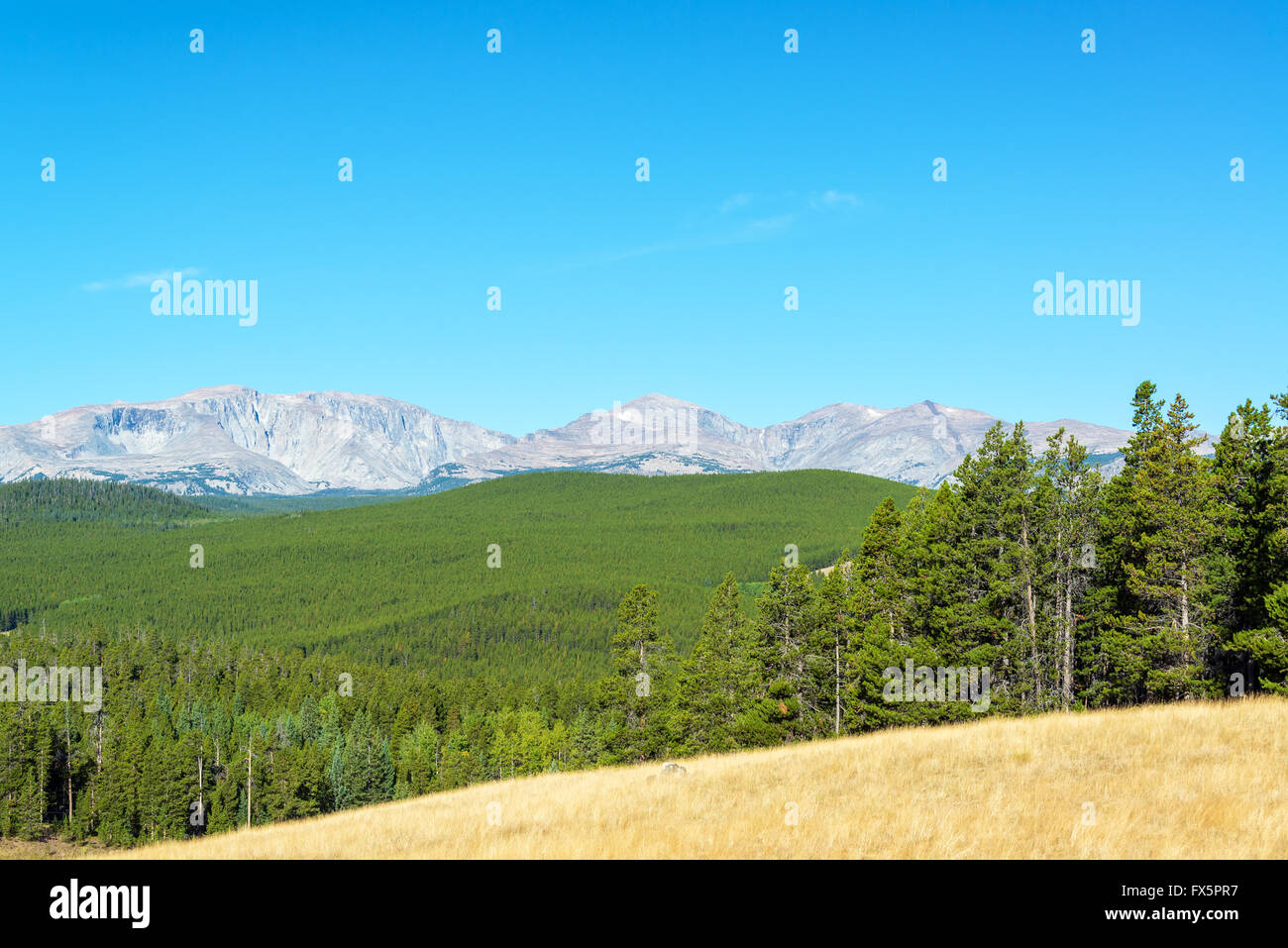 Bighorn mountain range and dense forest outside of Buffalo, Wyoming Stock Photo