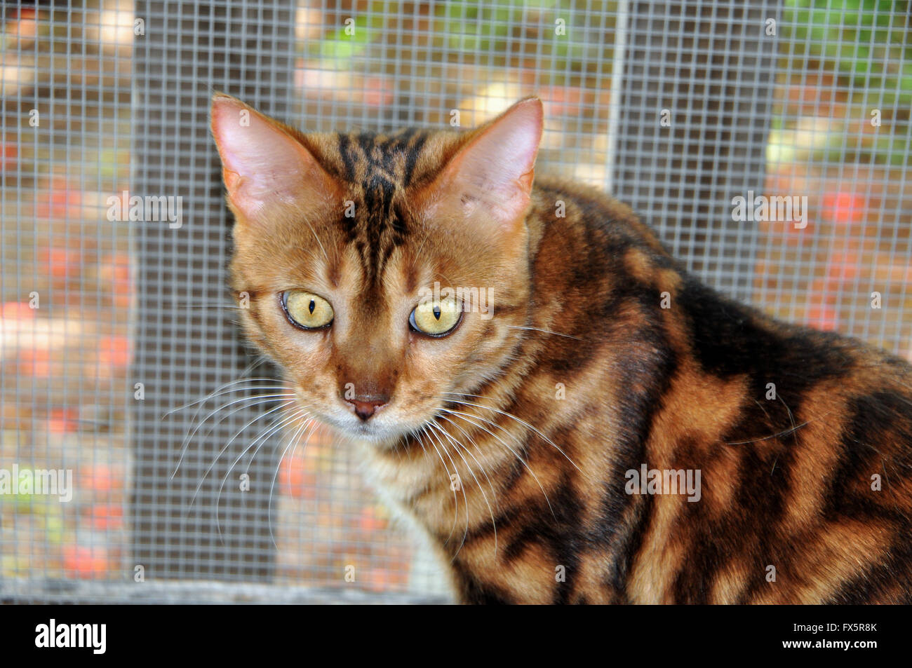 Ginger Bengal Cat Stock Photos & Ginger Bengal Cat Stock Images Alamy