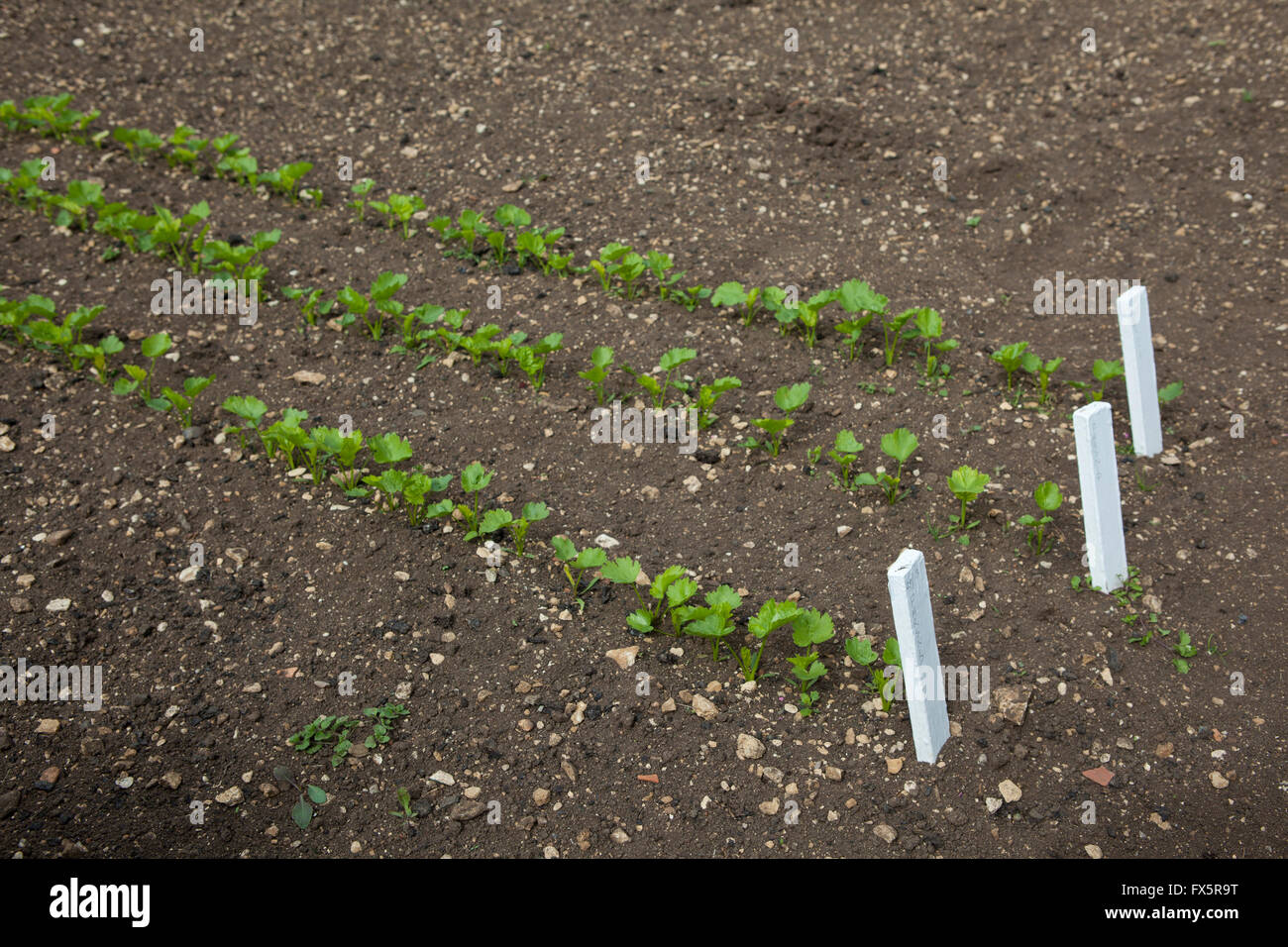 Lines of parsnip seedlings starting to sprout in perfect lines in a garden vegetable patch. Stock Photo