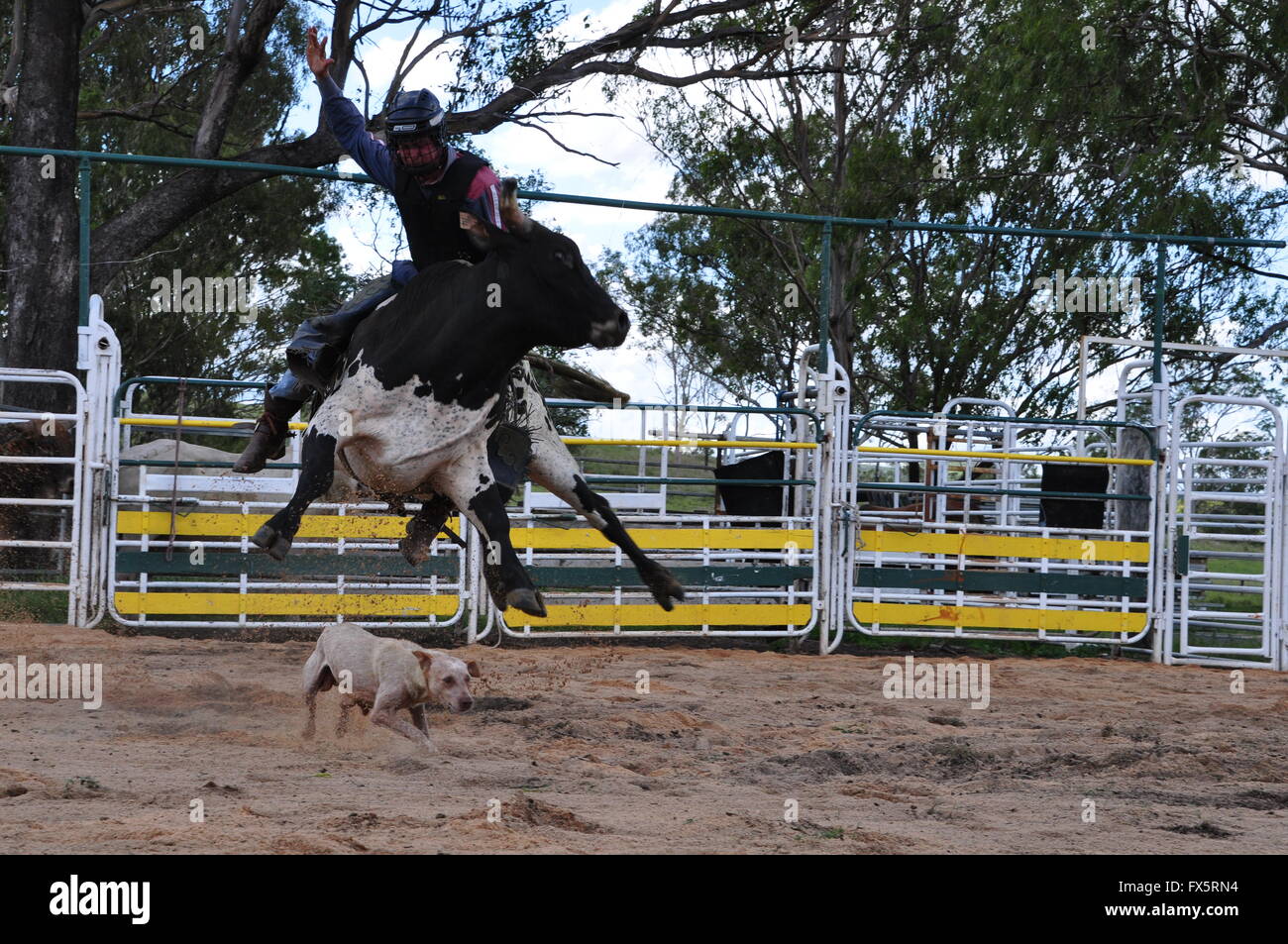 Australian Rodeo High Resolution Stock Photography and Images Alamy Australian Rodeo High Resolution Stock Photography and Images Alamy