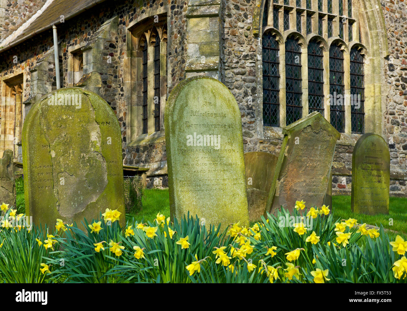 Daffodils in the churchyard of All Saints Church, in the village of