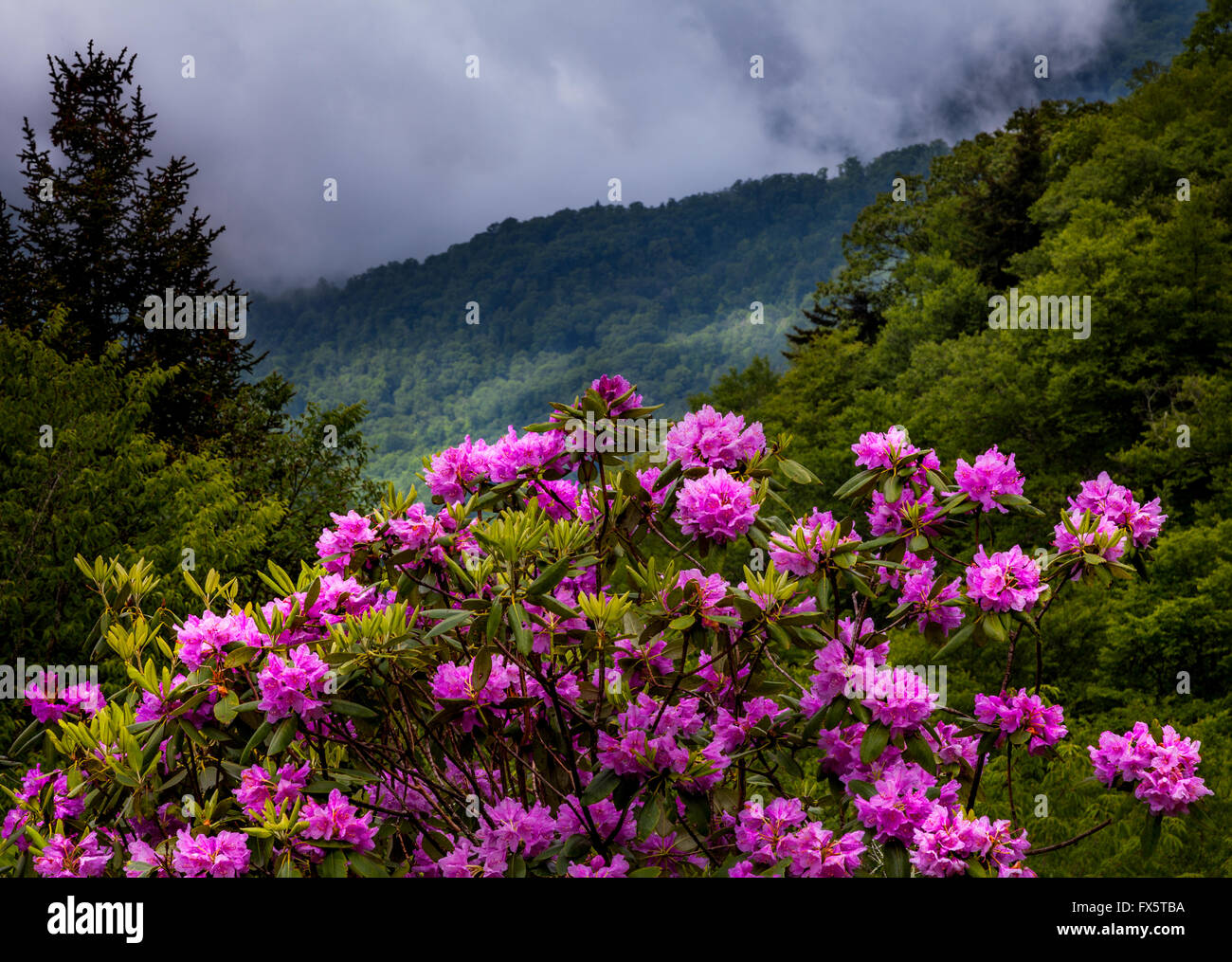 Wildflowers of Blue Ridge and Great Smoky Mountains