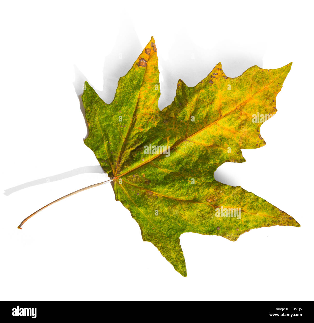 Bigleaf maple tree hi-res stock photography and images - Alamy