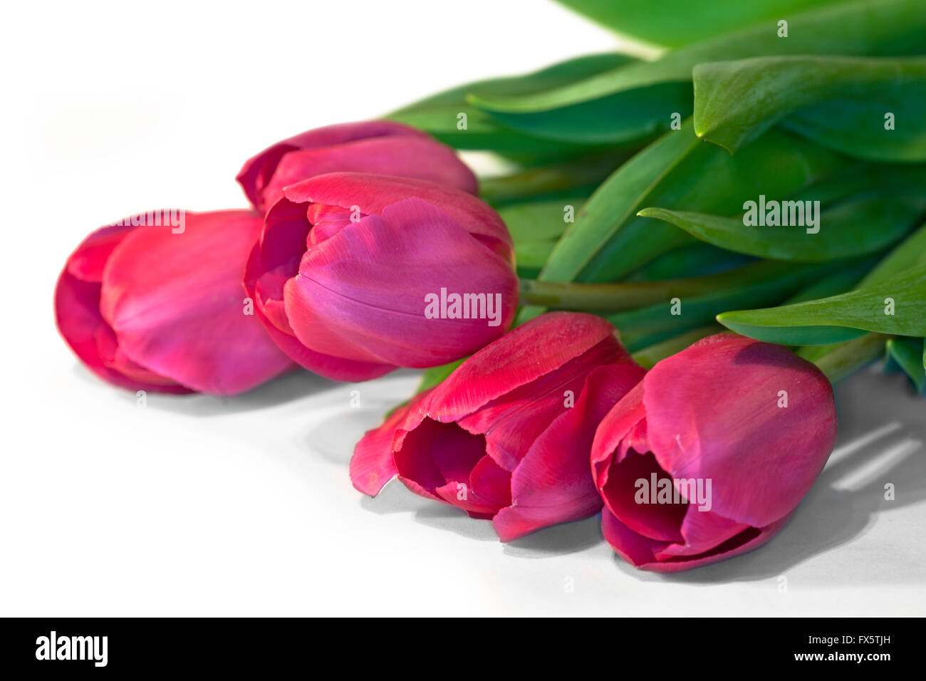 The Tulips