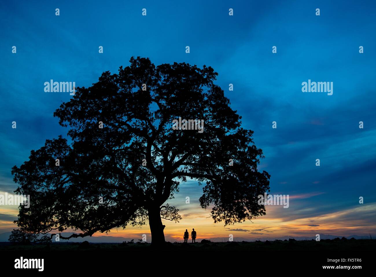 A couple watch the sunset from under an ancient blue oak tree on a wetland savannah at the Sacramento River Bend Outstanding Natural Area preserve near Redding, California. Stock Photo