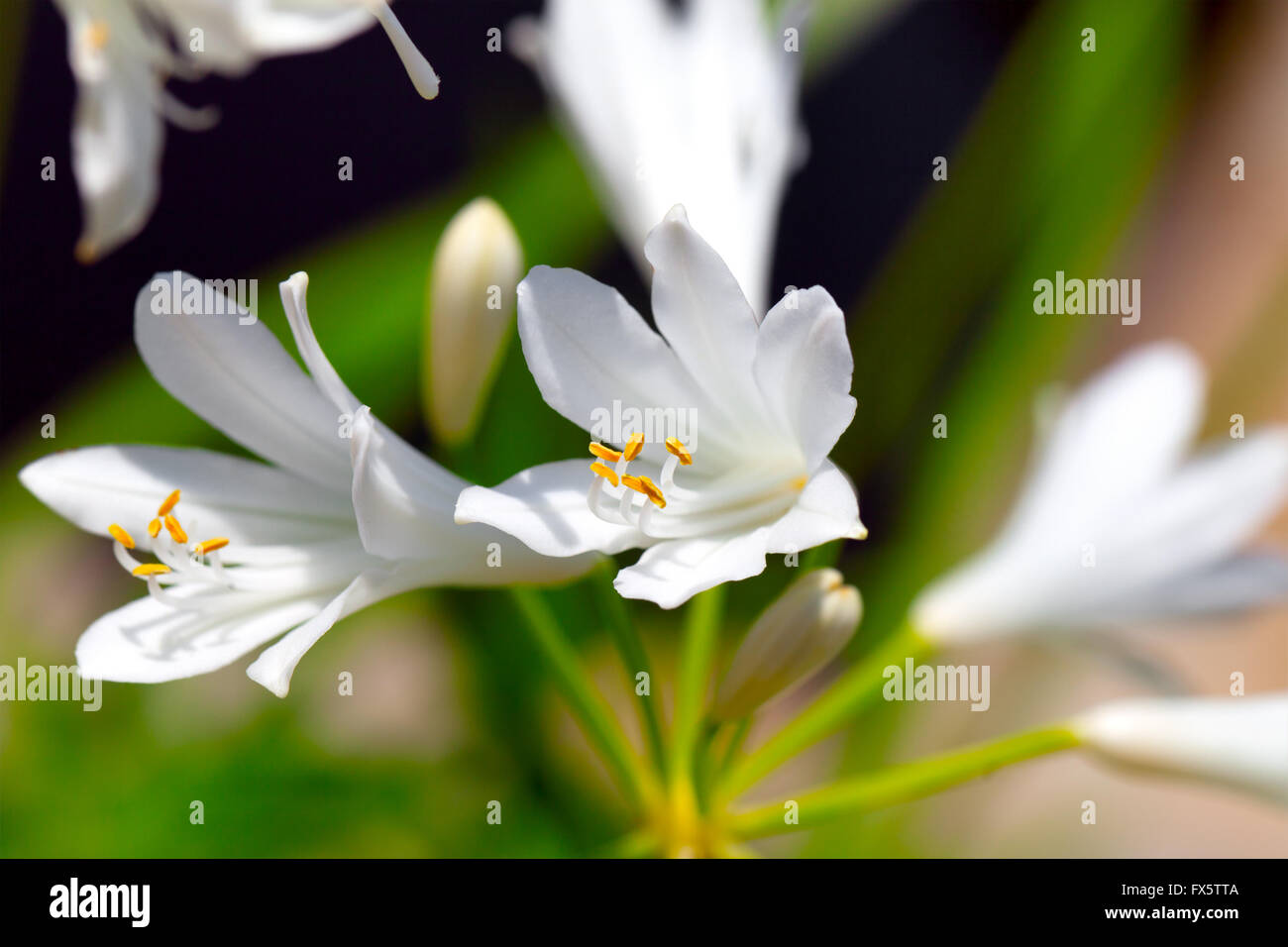 White Agapanthus flowers Stock Photo Alamy