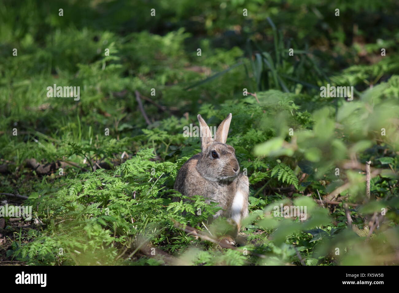 rabbit in the bushes Stock Photo Alamy