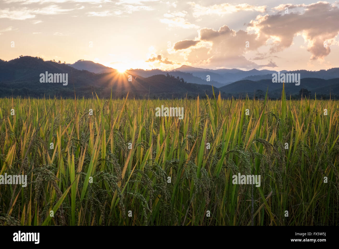Rice growing in a field in Luang Namtha, Northern Laos PDR. Stock Photo