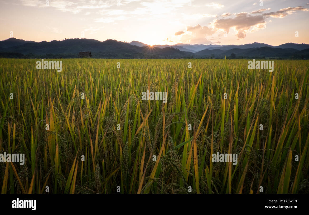 Rice growing in paddies in Luang Namtha, Northern Laos PDR. Stock Photo