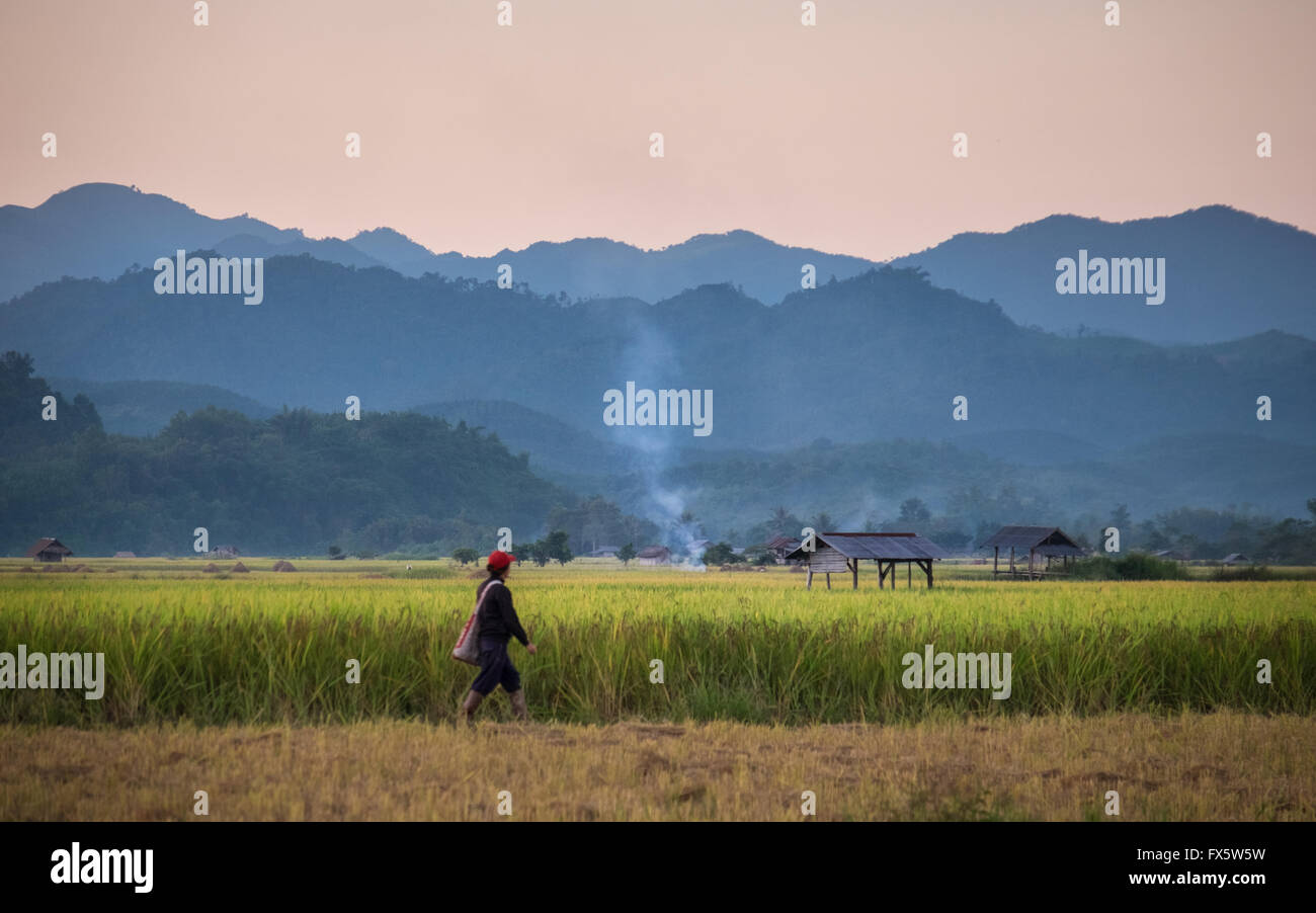 A woman walks past fields of rice growing paddies in Luang Namtha, Northern Laos PDR. Stock Photo