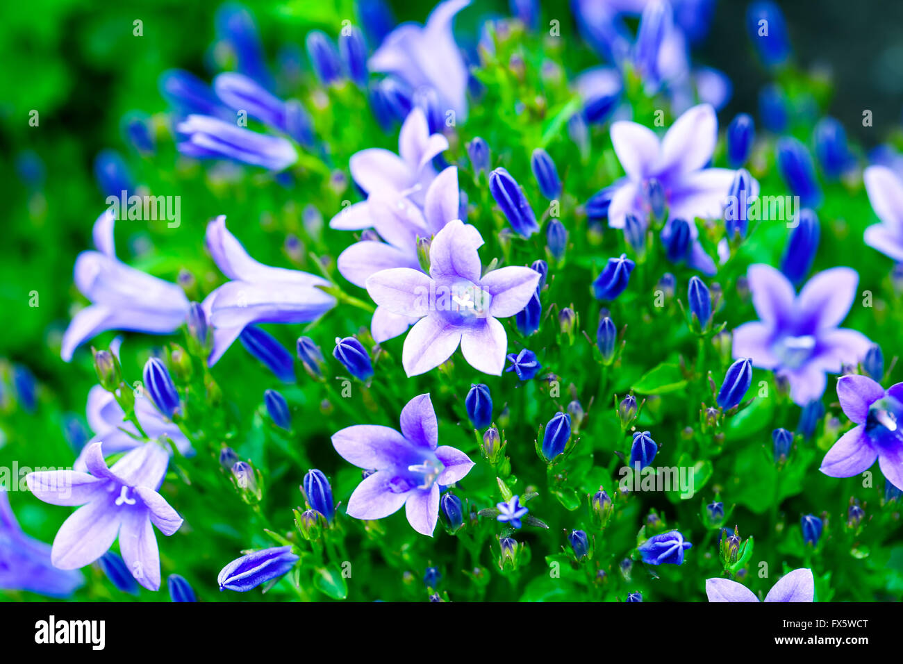 Beautiful spring background with campanula bouquet Stock Photo - Alamy