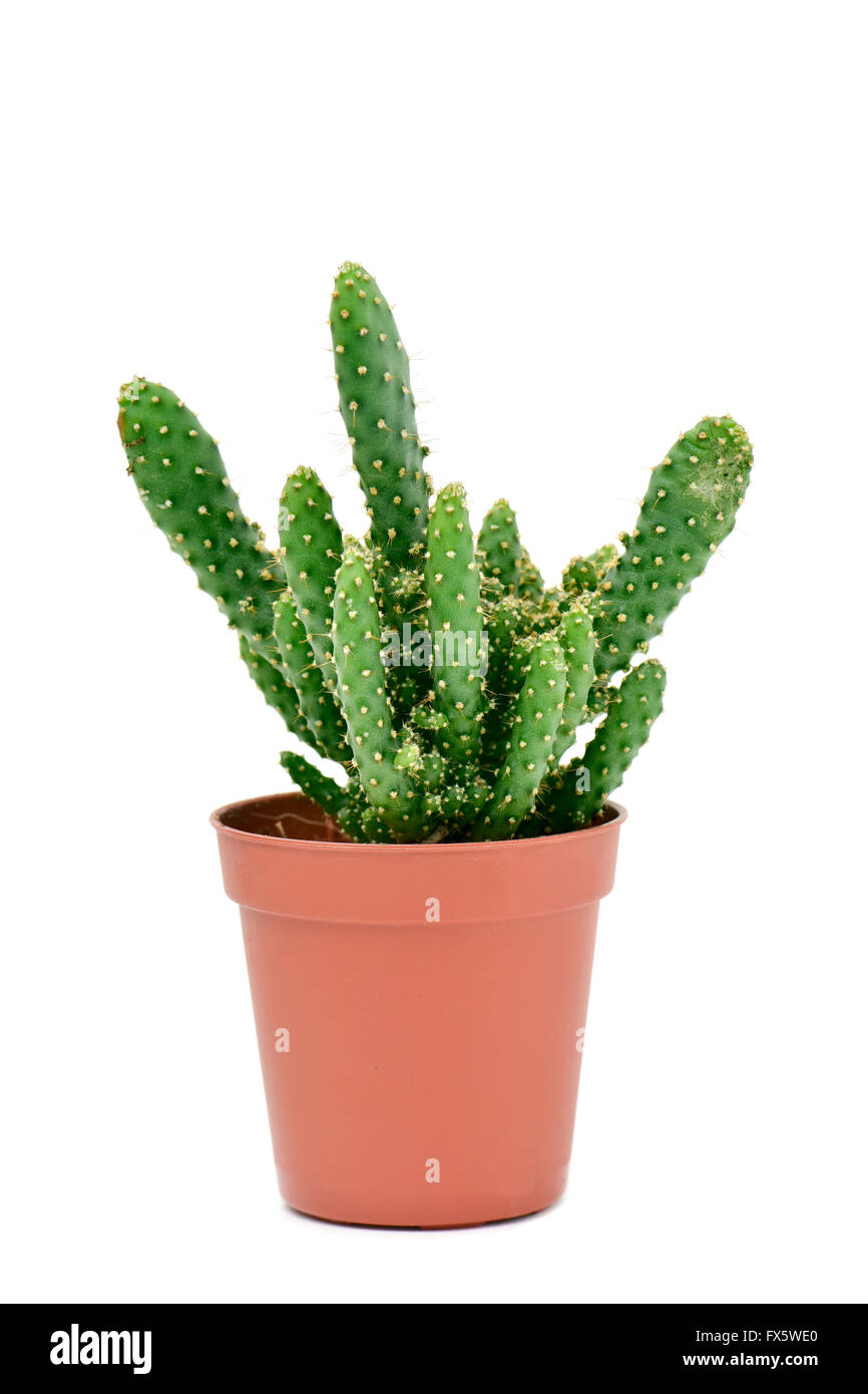 a Opuntia cactus in a brown plant pot, on a white background Stock Photo